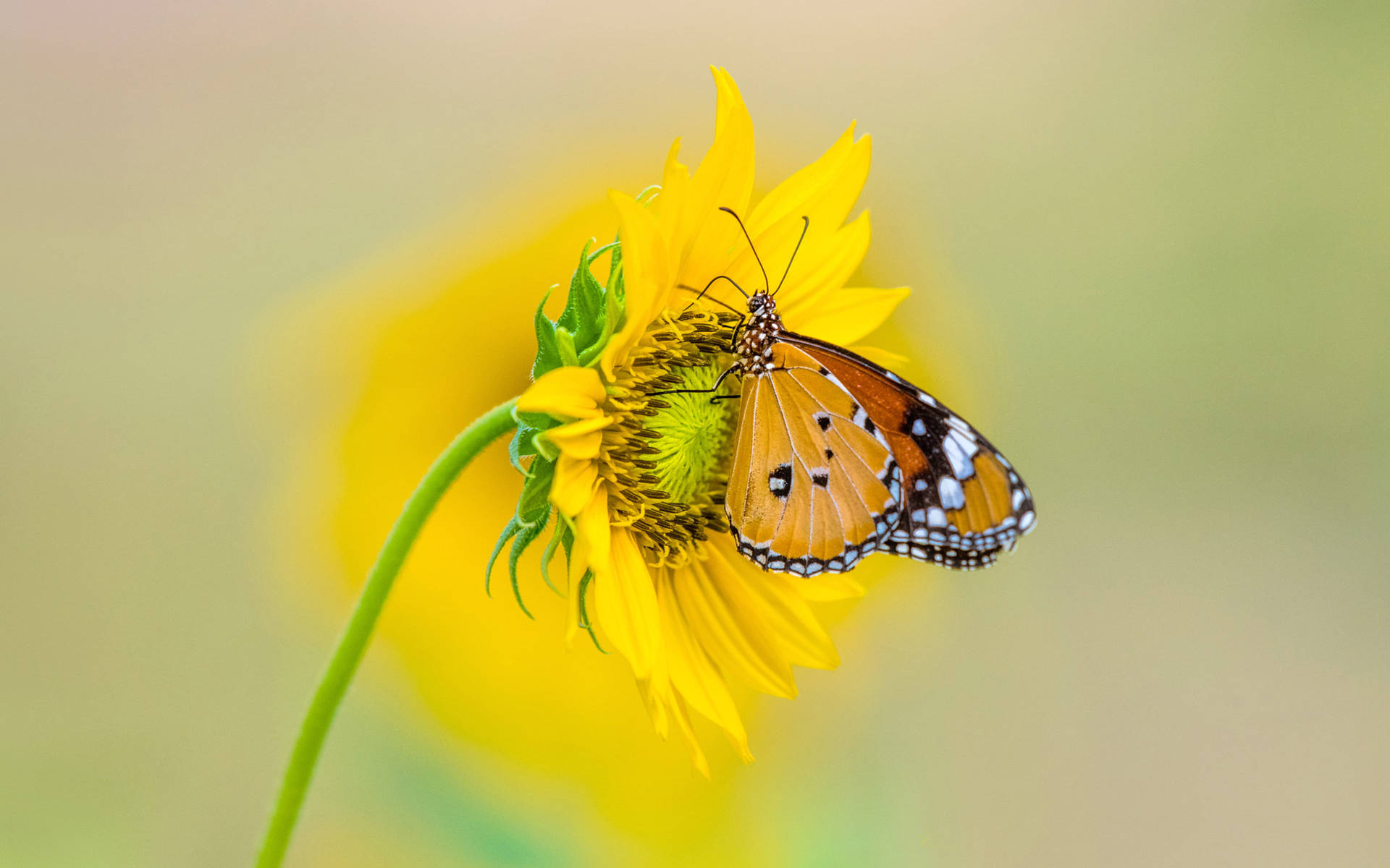Ultrahd Schmetterling Auf Blume Laptop Wallpaper