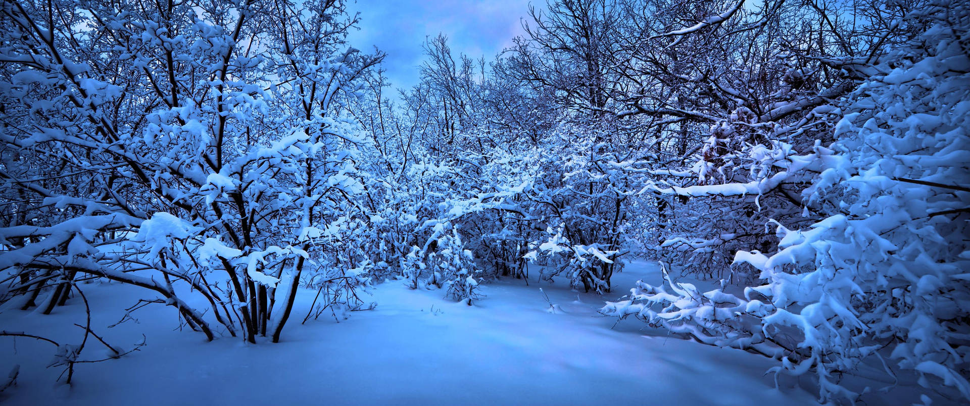 Ultra Wide 4k Frozen Blue Forest Background