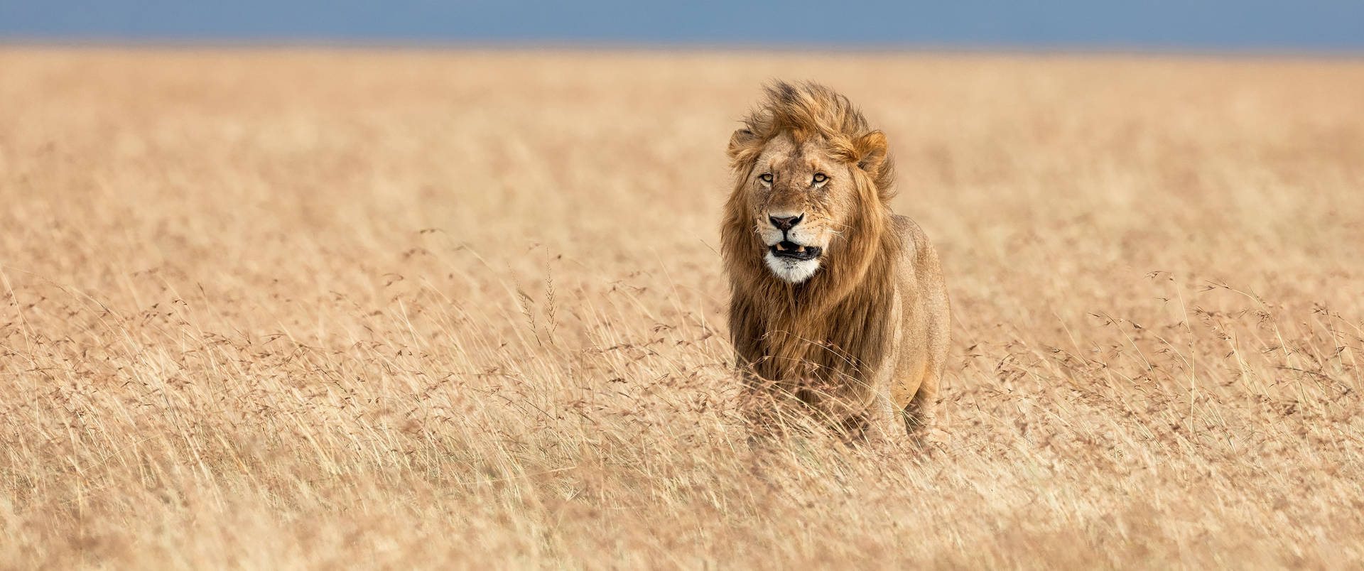 Ultra Wide 4k Lion Background