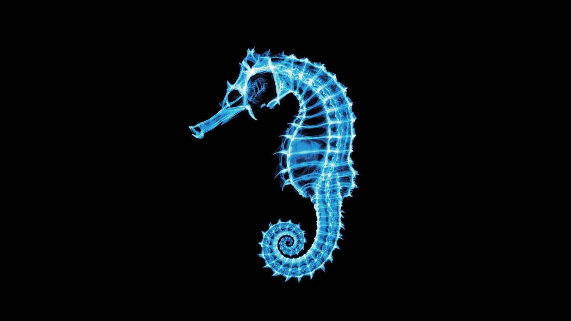 Ultraviolet Blue Seahorse Wallpaper