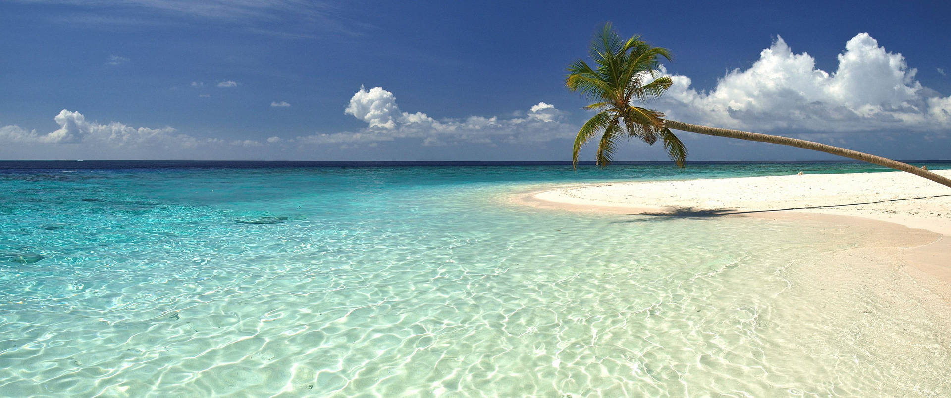 Ultrawide beach with clear blue waters and a bended palm tree leaning towards the ocean.