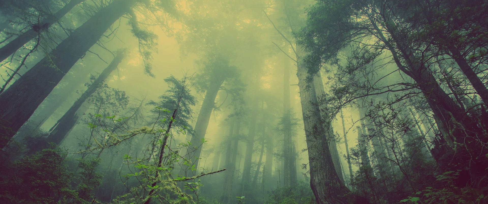 Ultrawide forest trees showing the tall branches on a smoky place.