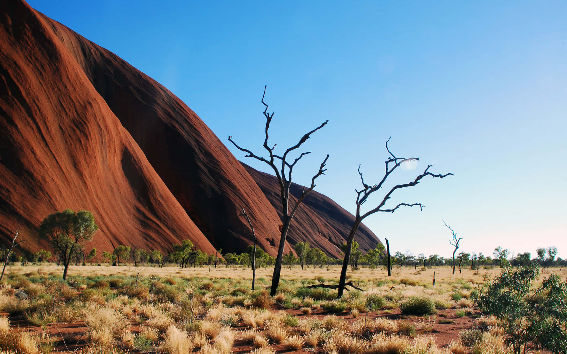 Arbustosárboles De Uluru Fondo de pantalla