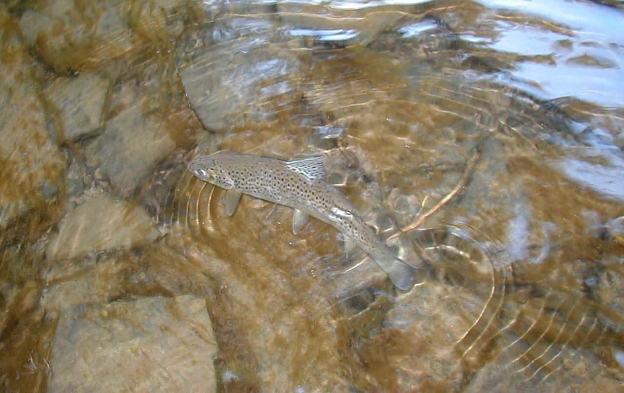 Un'esperienzadi Pesca Serena Su Un Lago Calmo