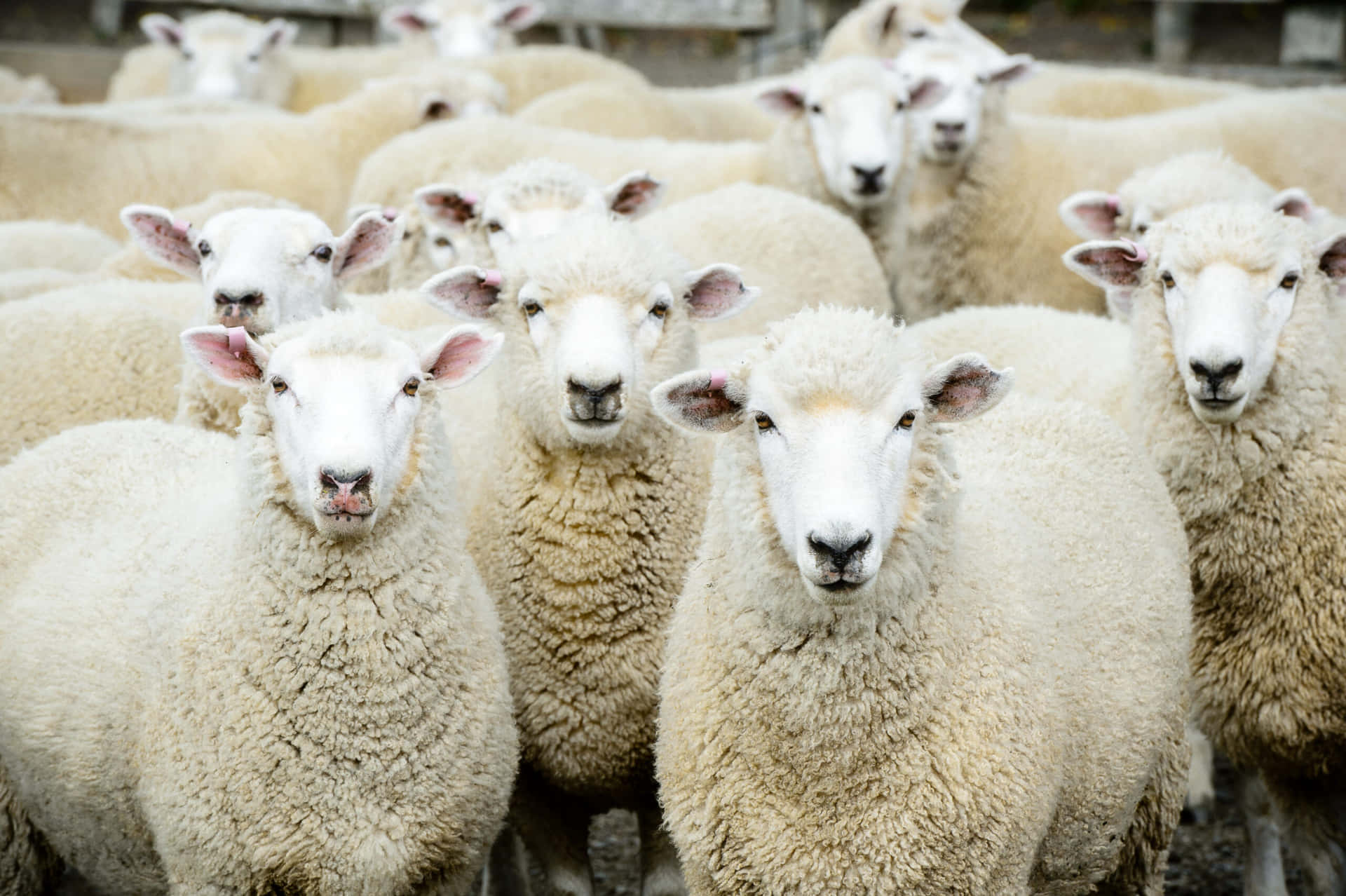 Unagnello Tranquillo Che Pascola In Un Prato