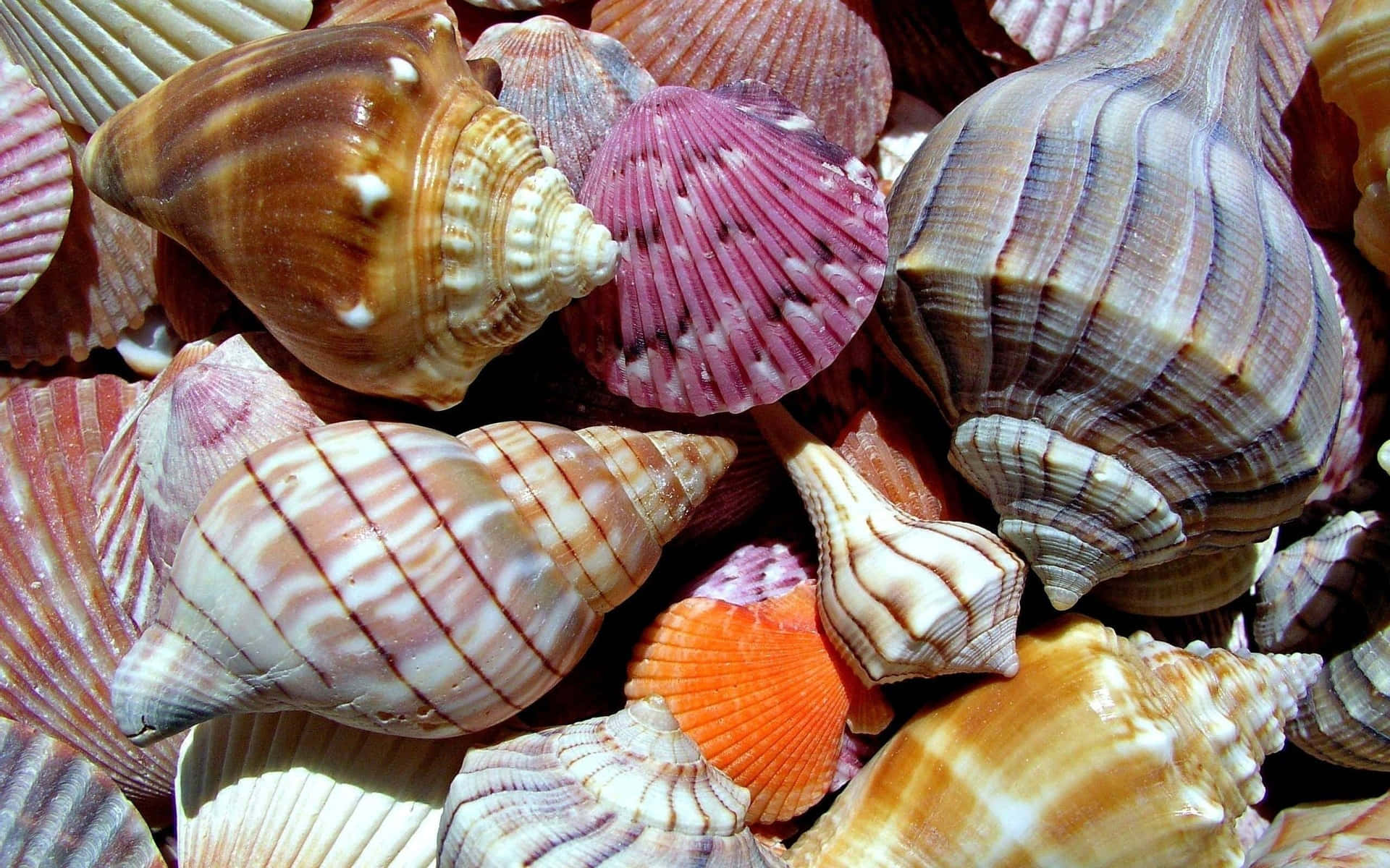 Unahermosa Concha De Mar Que Está Sola En La Playa.