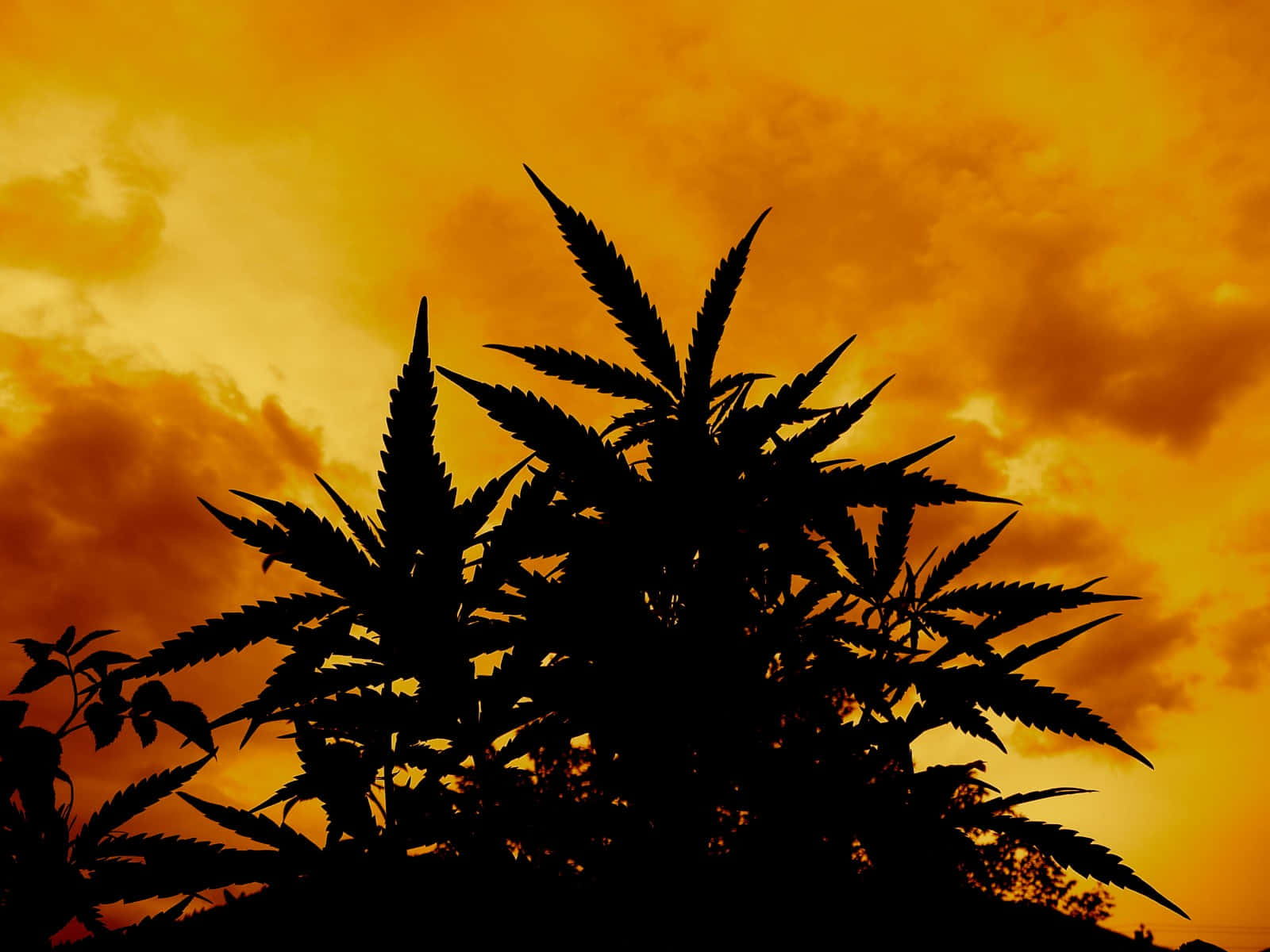 Unahoja De Cannabis Vibrante Y Colorida Sobre Un Fondo Arcoíris