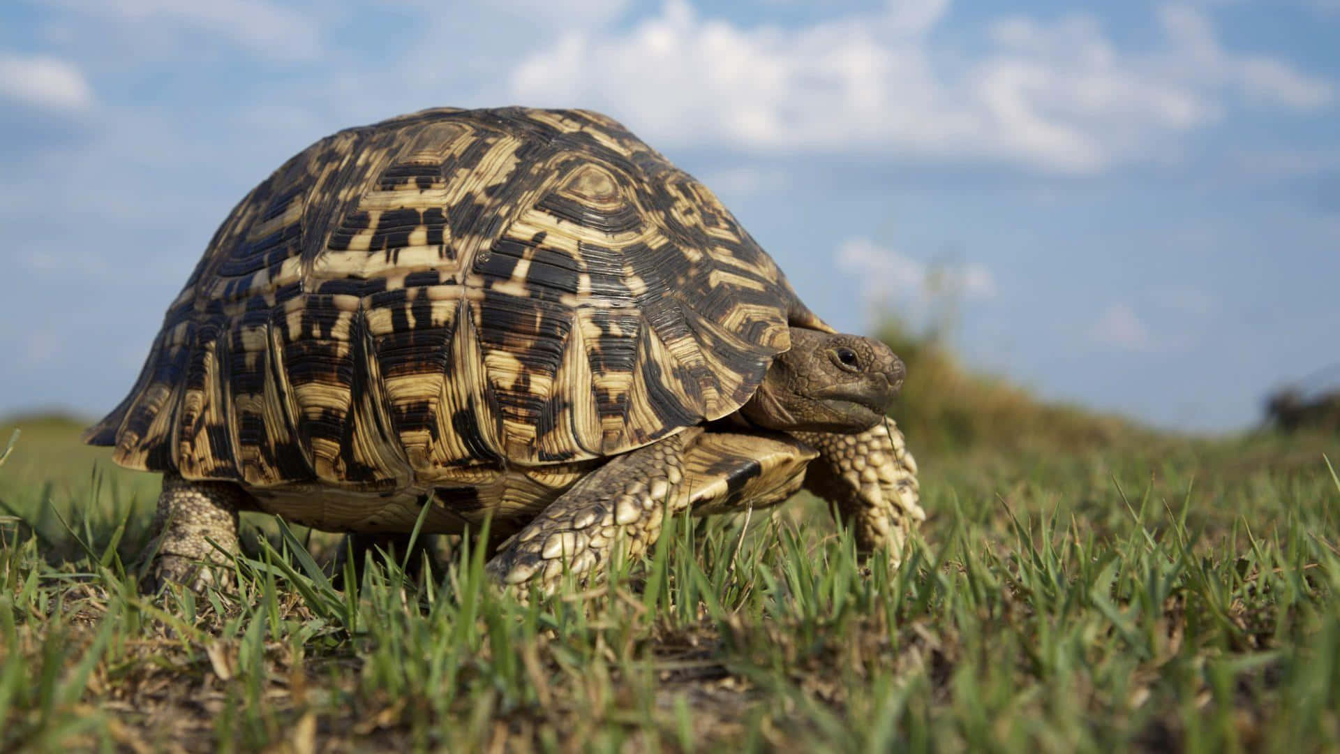 Unamaestosa Tartaruga Che Si Crogiola Nella Natura