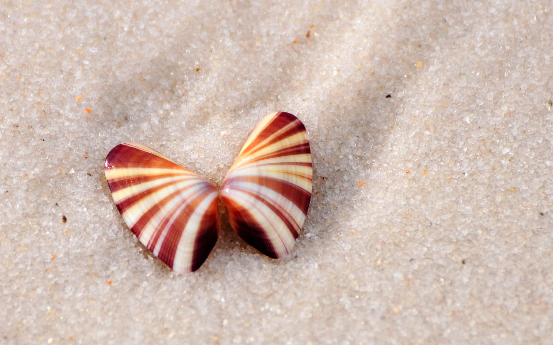 Unamajestuosa Caracola Espiral En Una Playa Arenosa.