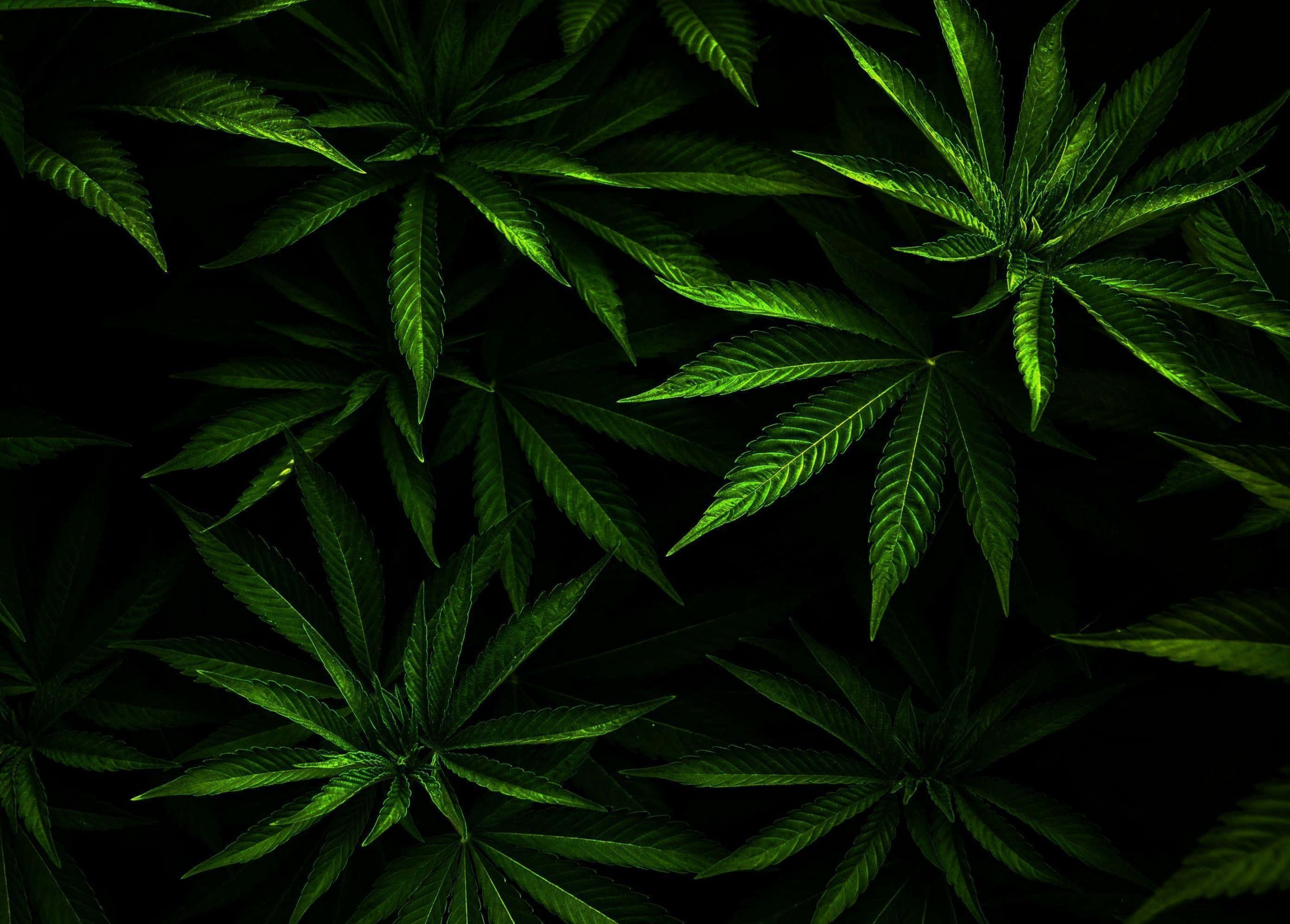 Unambiente Relajado Con Hojas Verdes De Cannabis Y Humo