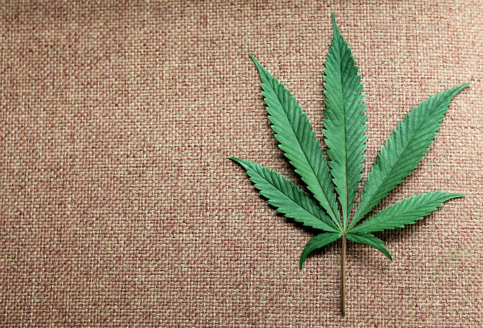 Unapianta Di Marijuana Vibrante E Sana