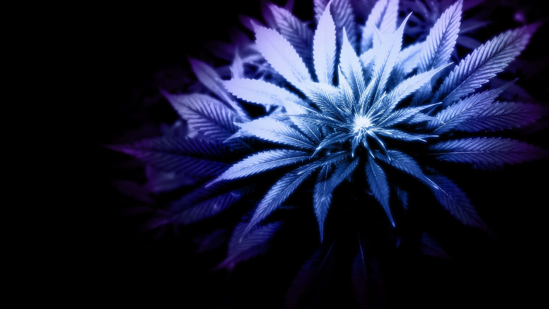 Unarelajante Obra De Arte Digital Temática 420 Que Representa Hojas De Marihuana En Un Ambiente Surrealista Y Tranquilo Rodeado De Vibrantes Colores Neón.