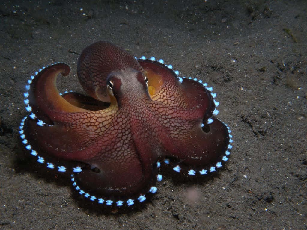 Coconut Octopus Under The Sea Picture