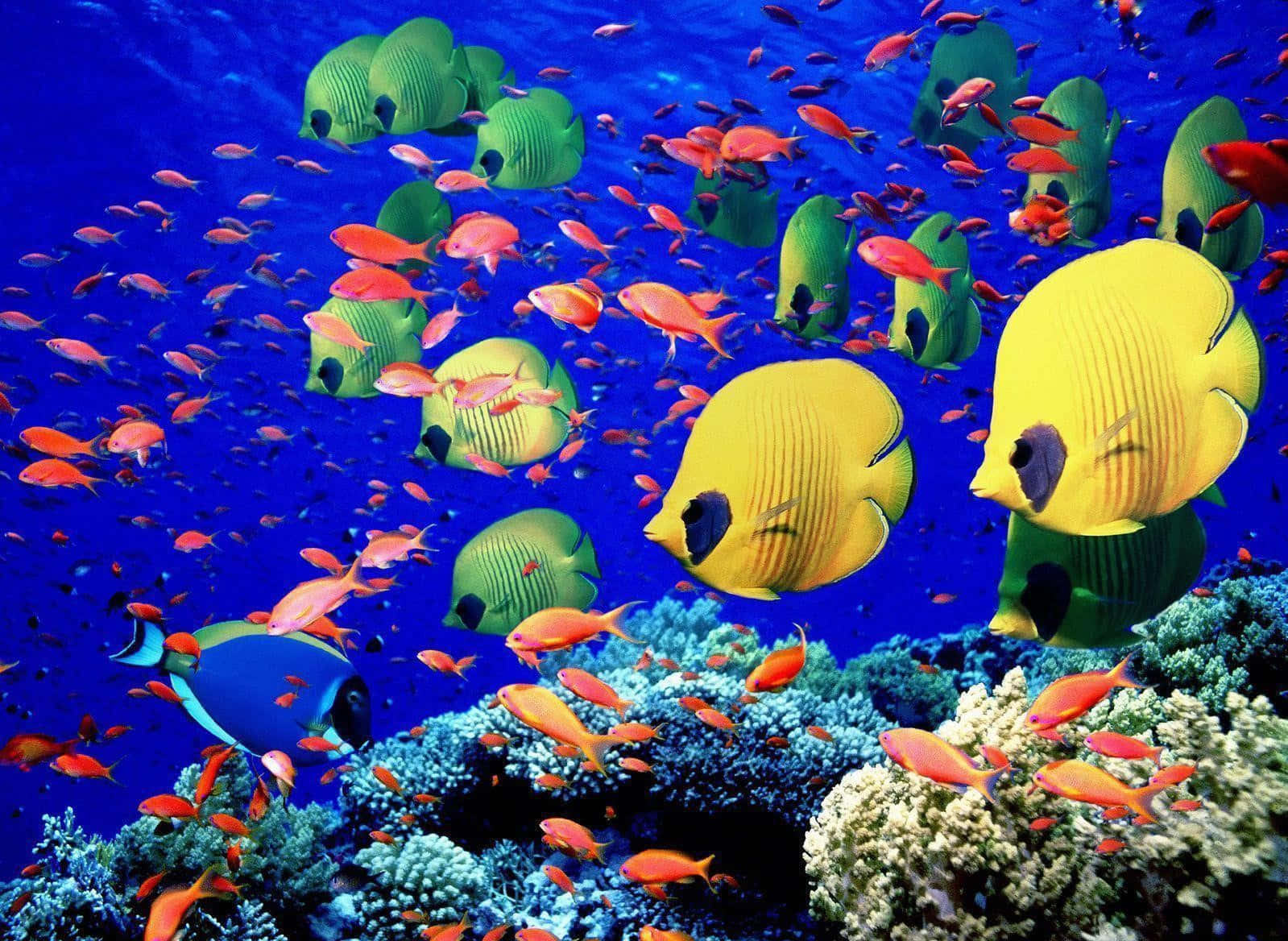 Immaginedi Un Pesce Di Corallo Sotto Il Mare