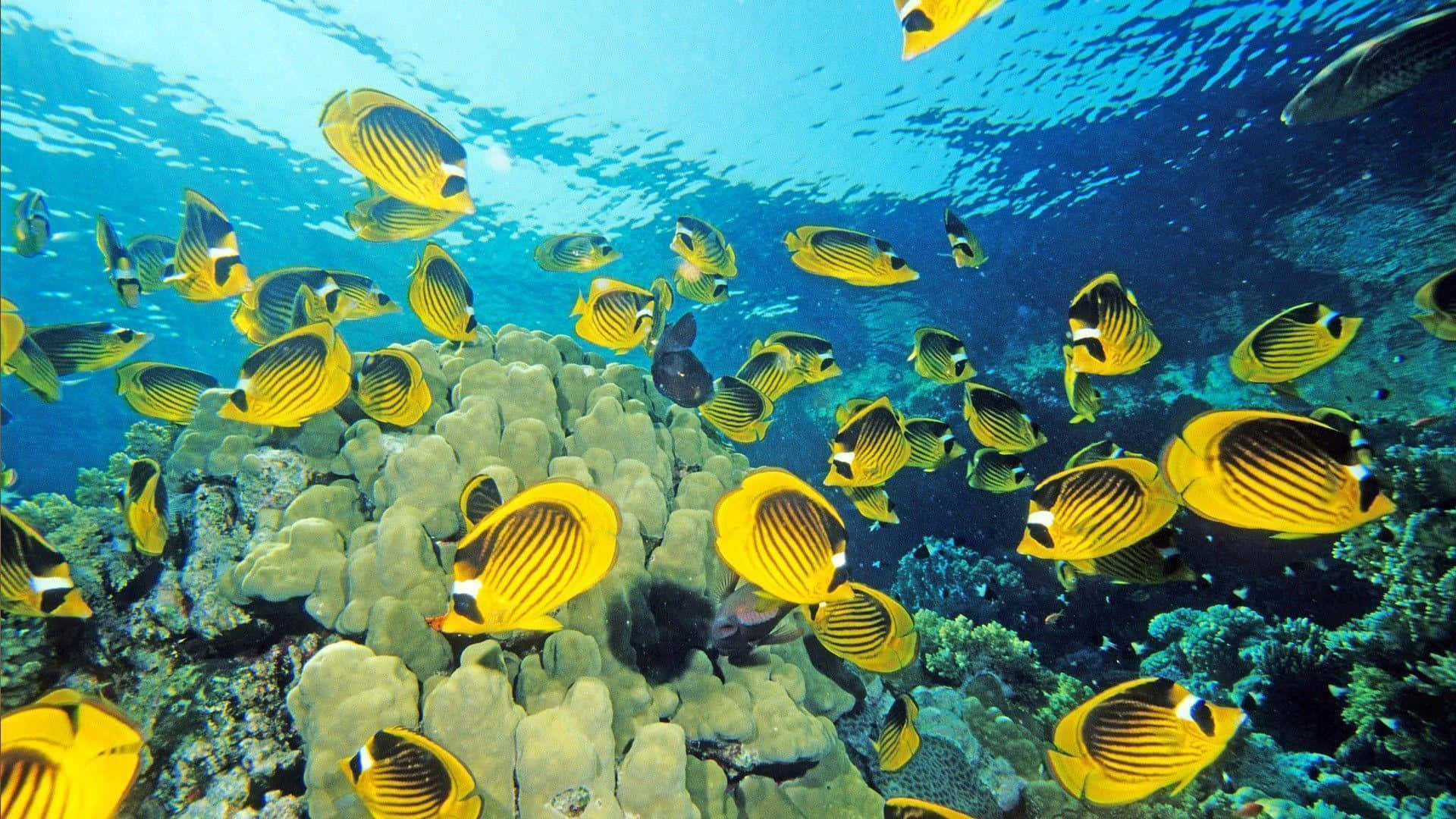 Butterflyfish Under The Sea Picture