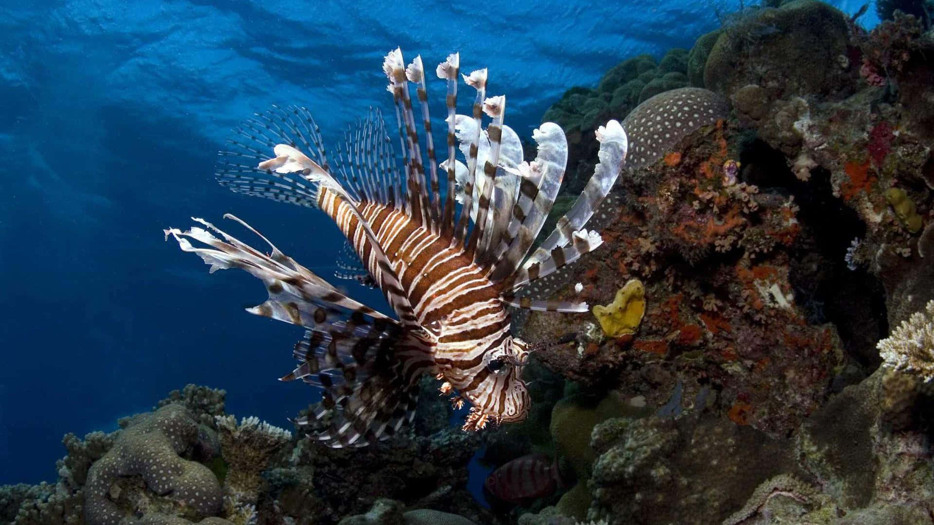 Lionfish Under The Sea Picture