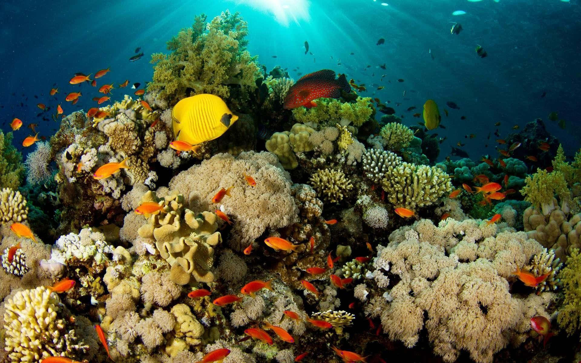 Pecesnadando En Un Cuadro De Coral Bajo El Mar