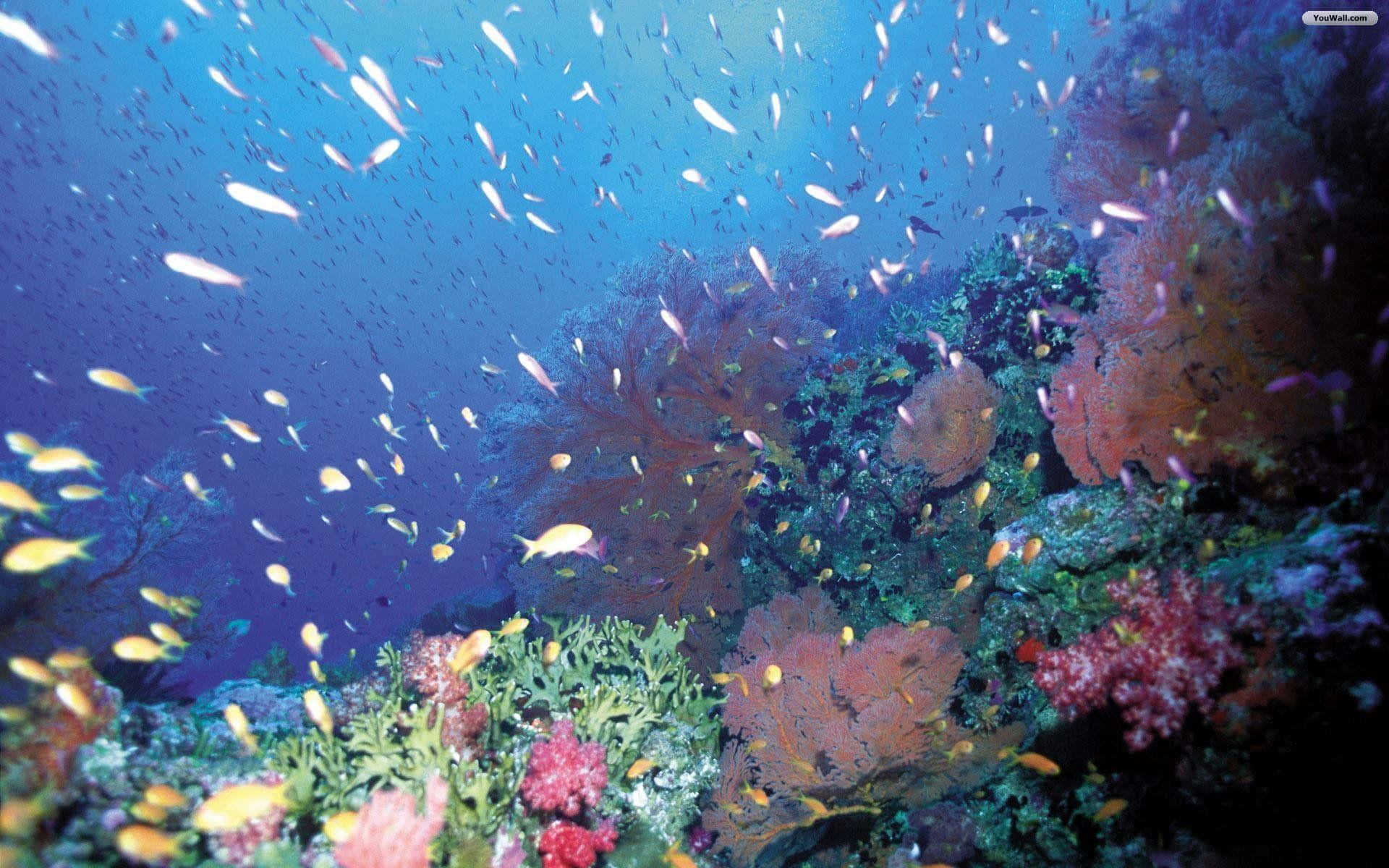 Immaginedi Pesci Gialli Sotto Il Mare