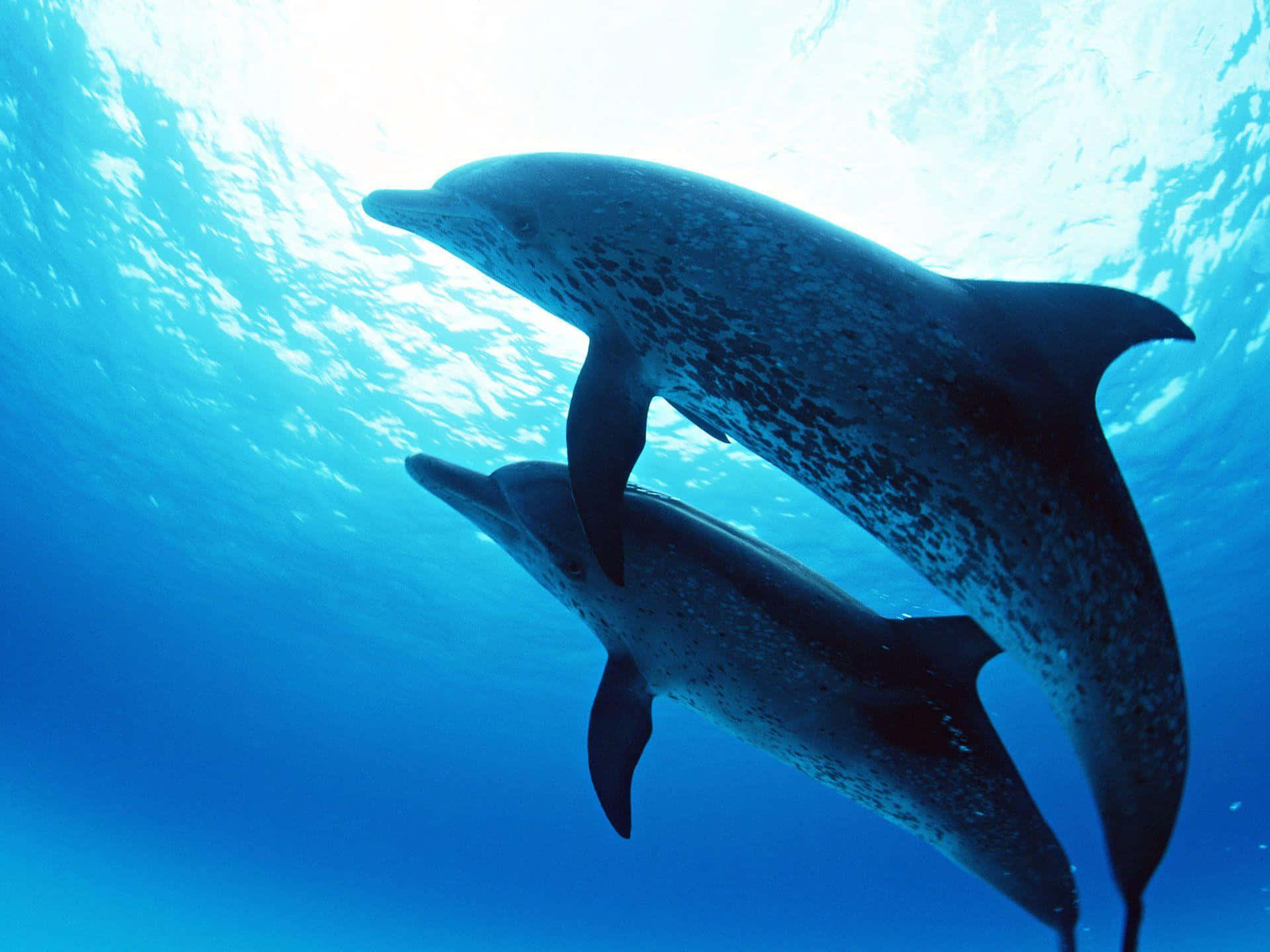 Imagende Delfines Bajo El Mar