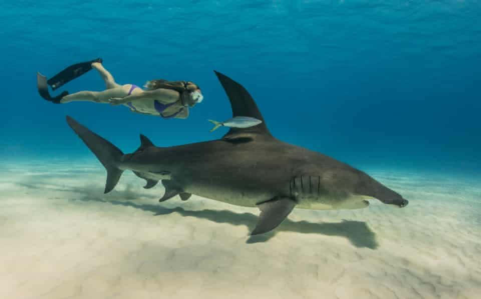 Imagende Un Buzo Con Tiburón Bajo El Mar.