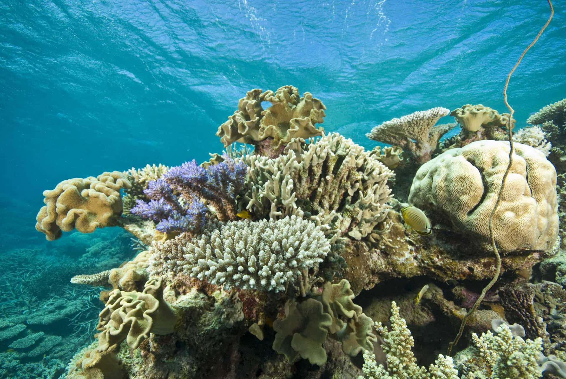 Immaginespettacolare Di Corallo Sotto Il Mare