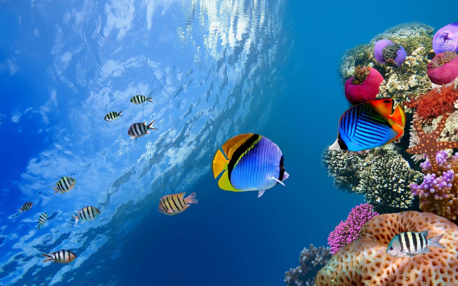Ocean Fish Under The Sea Picture
