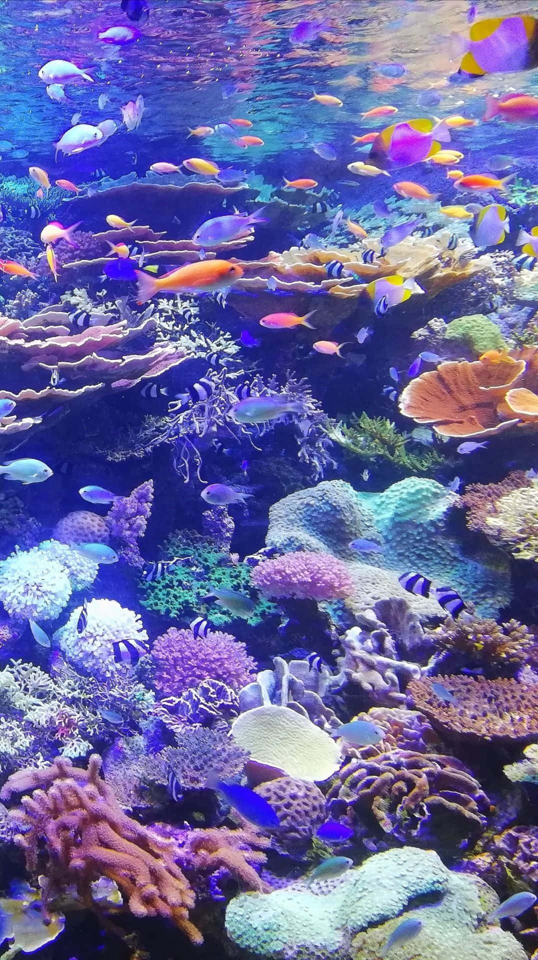 Imagende Arrecifes De Coral Bajo El Mar