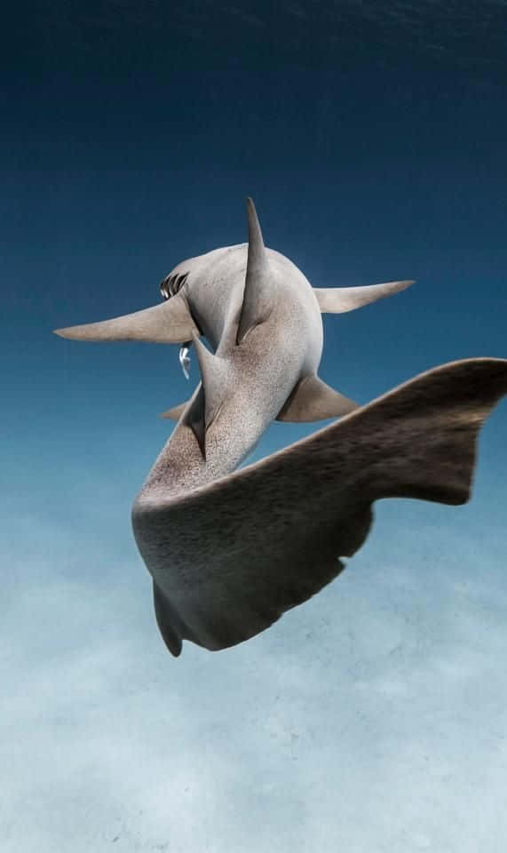 Imagende Un Tiburón Martillo Bajo El Mar