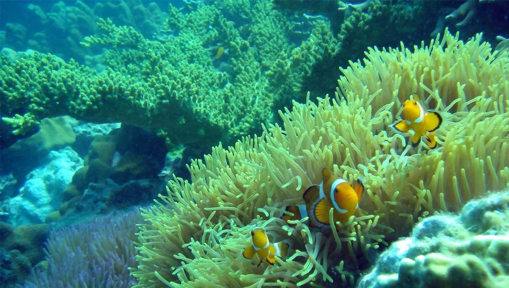 Clownfish Under The Sea Picture