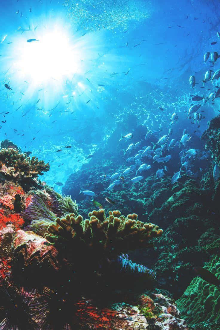 Solstrålarkorall Under Havets Yta Bild