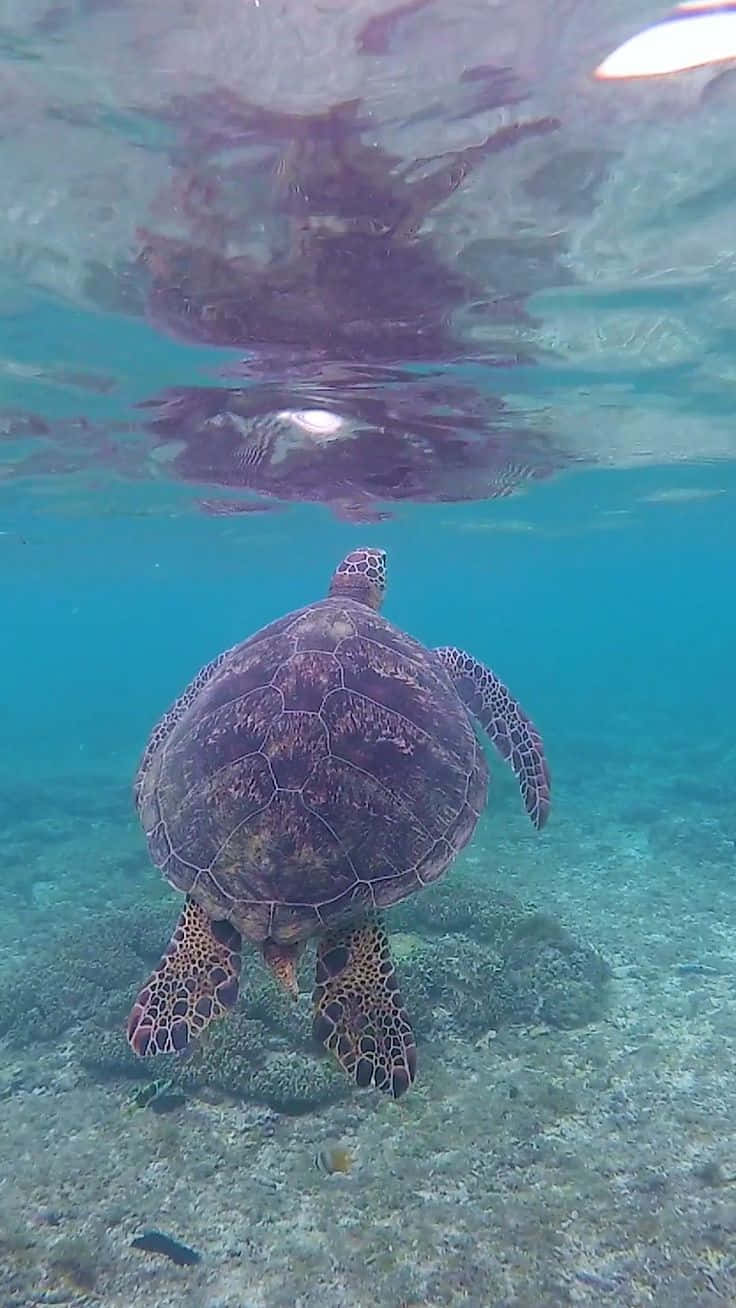 Turtle Swimming Under The Sea Picture