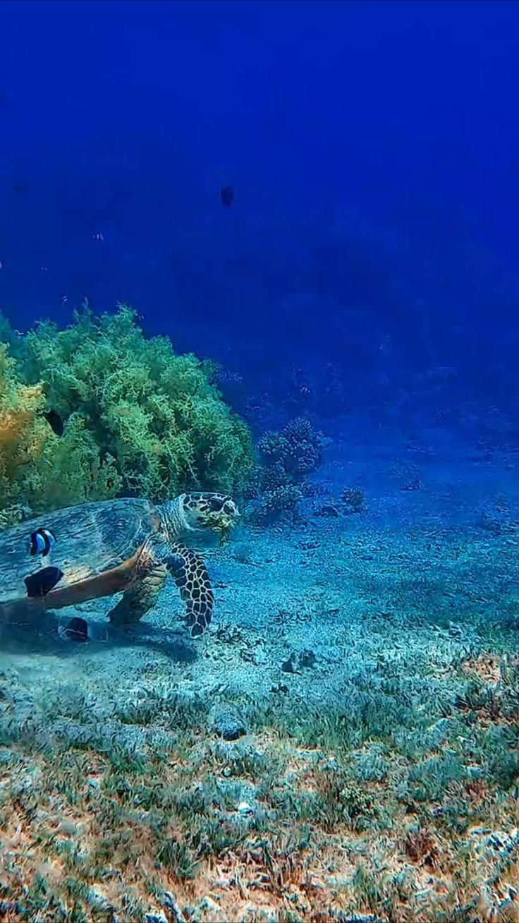 Turtle Walking Under The Sea Picture