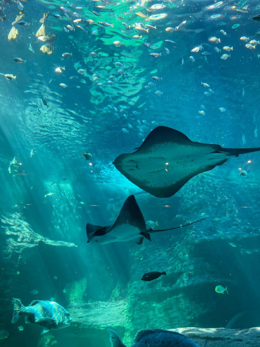 Stingray Swimming Under The Sea Picture