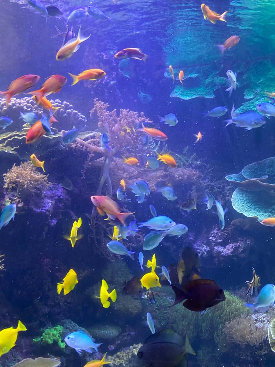 Fishes Under The Sea Picture