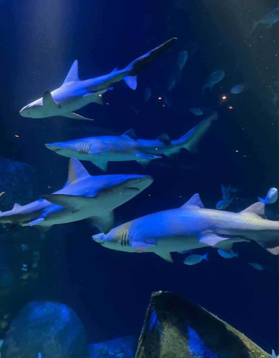 Imagende Tiburones Bajo El Mar
