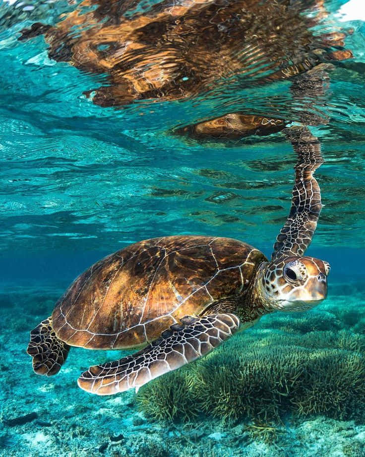 Sötsköldpadda Under Havsbild