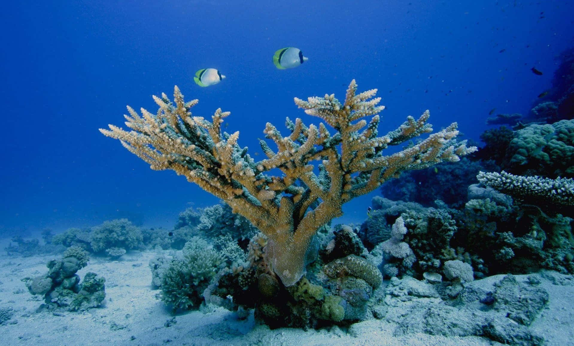 Imagende Coral Bajo El Mar
