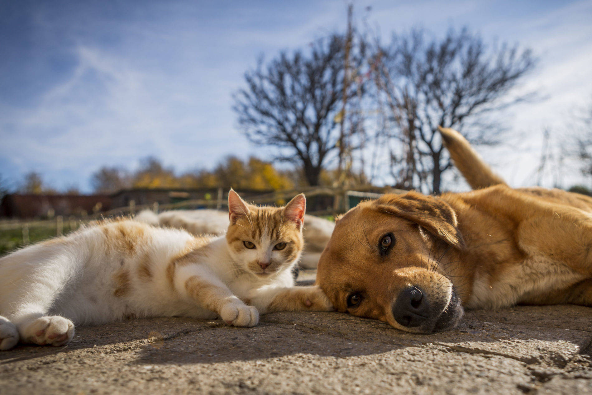 Under The Sun Cat And Dog Wallpaper