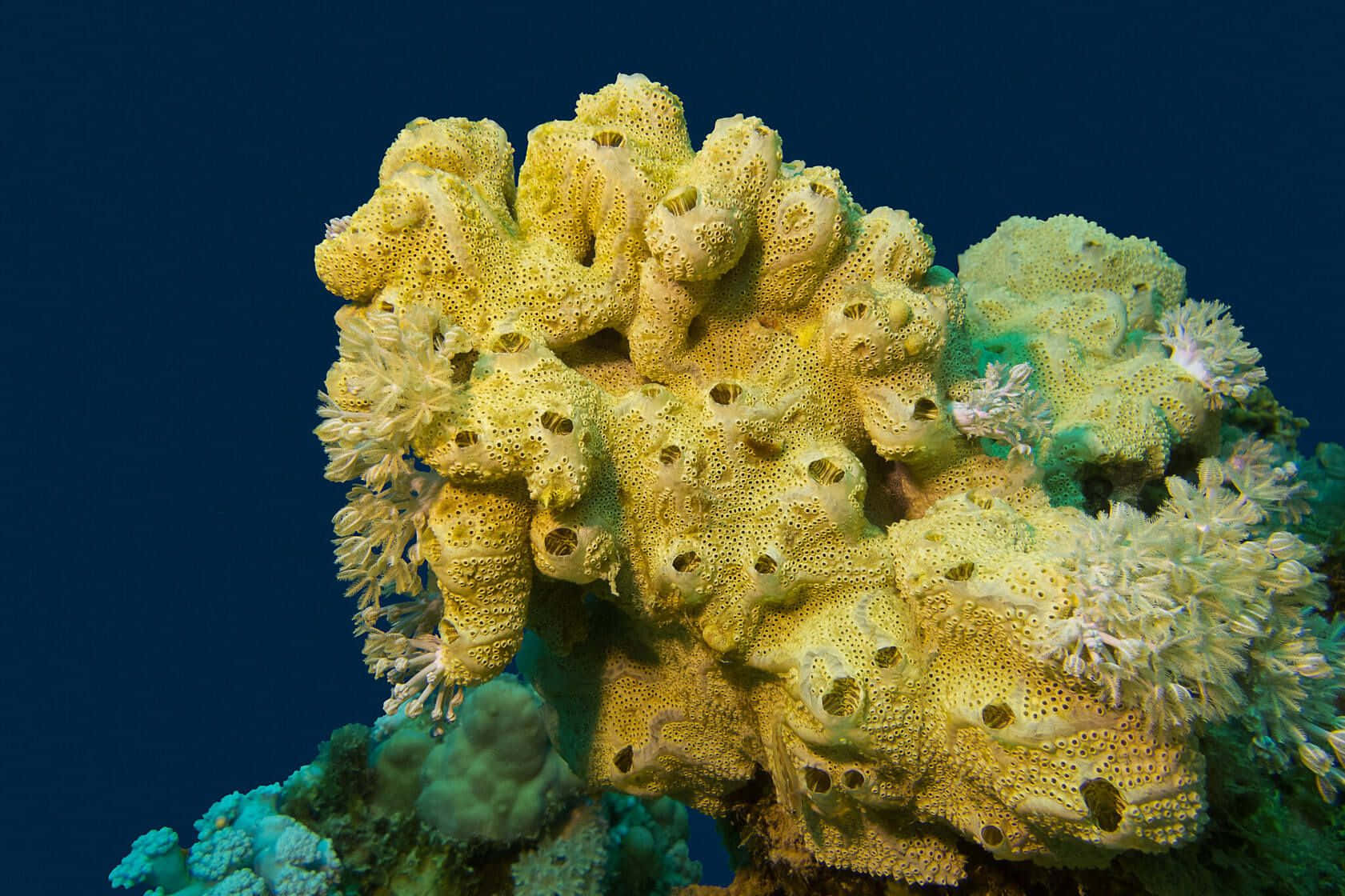 Undersea Rapture: Spongebob Squarepants In Bikini Bottom Wallpaper