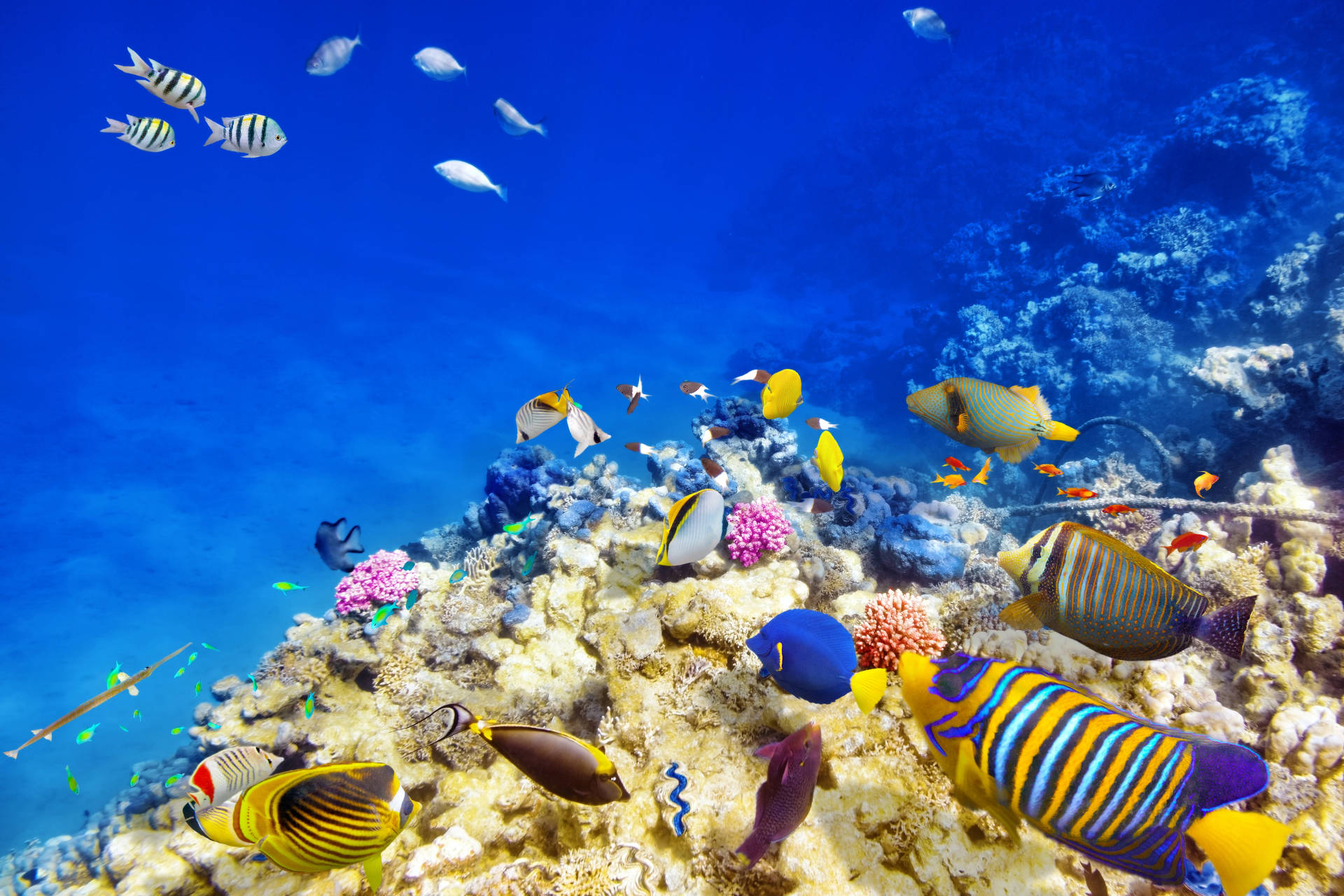 Underwater 4K Ultra HD Fish Wallpaper
