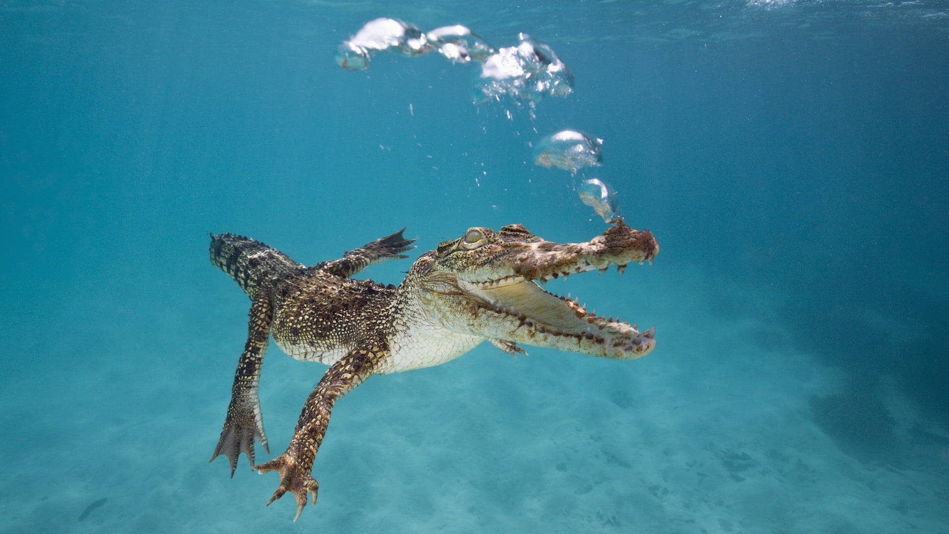Underwater Alligator Wallpaper