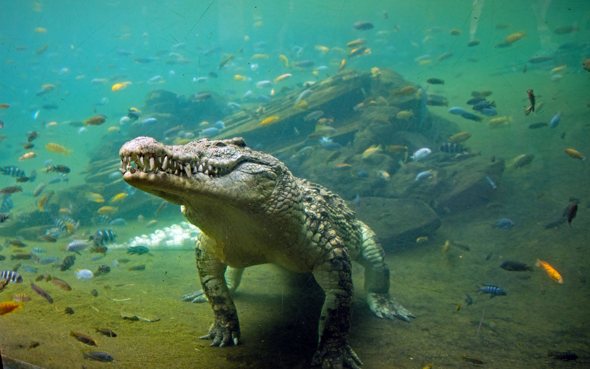 Undervands Alligator Med Fisk Wallpaper