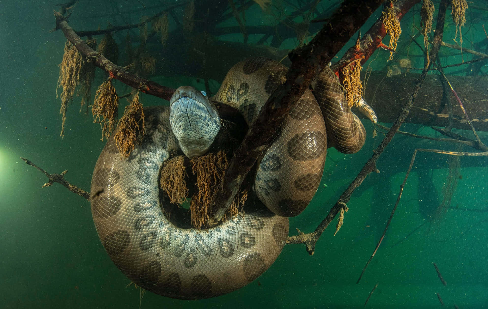 Underwater Anaconda Restingon Branches Wallpaper