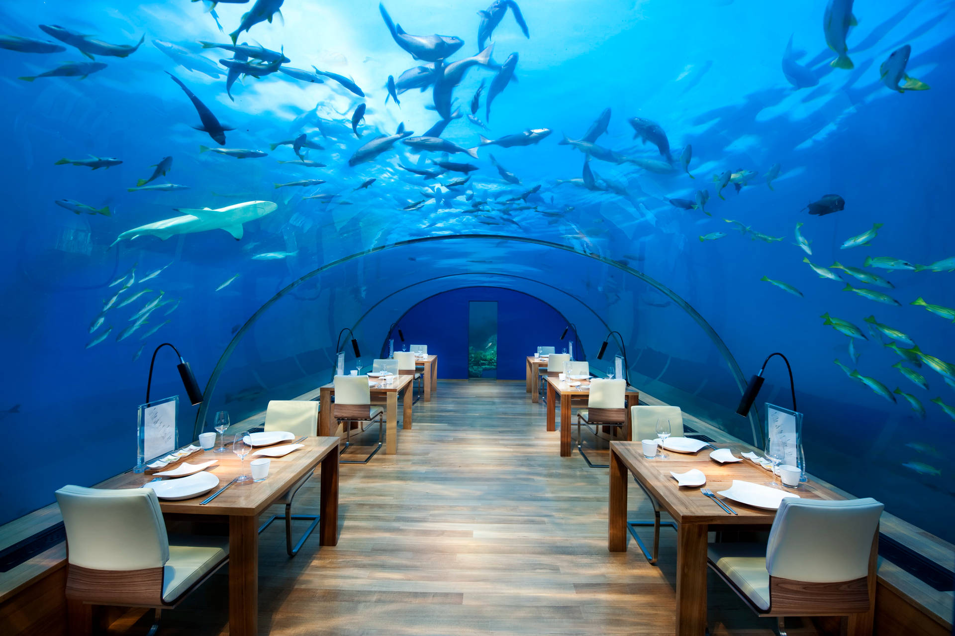 Undervands Akvarium Restaurant Wallpaper