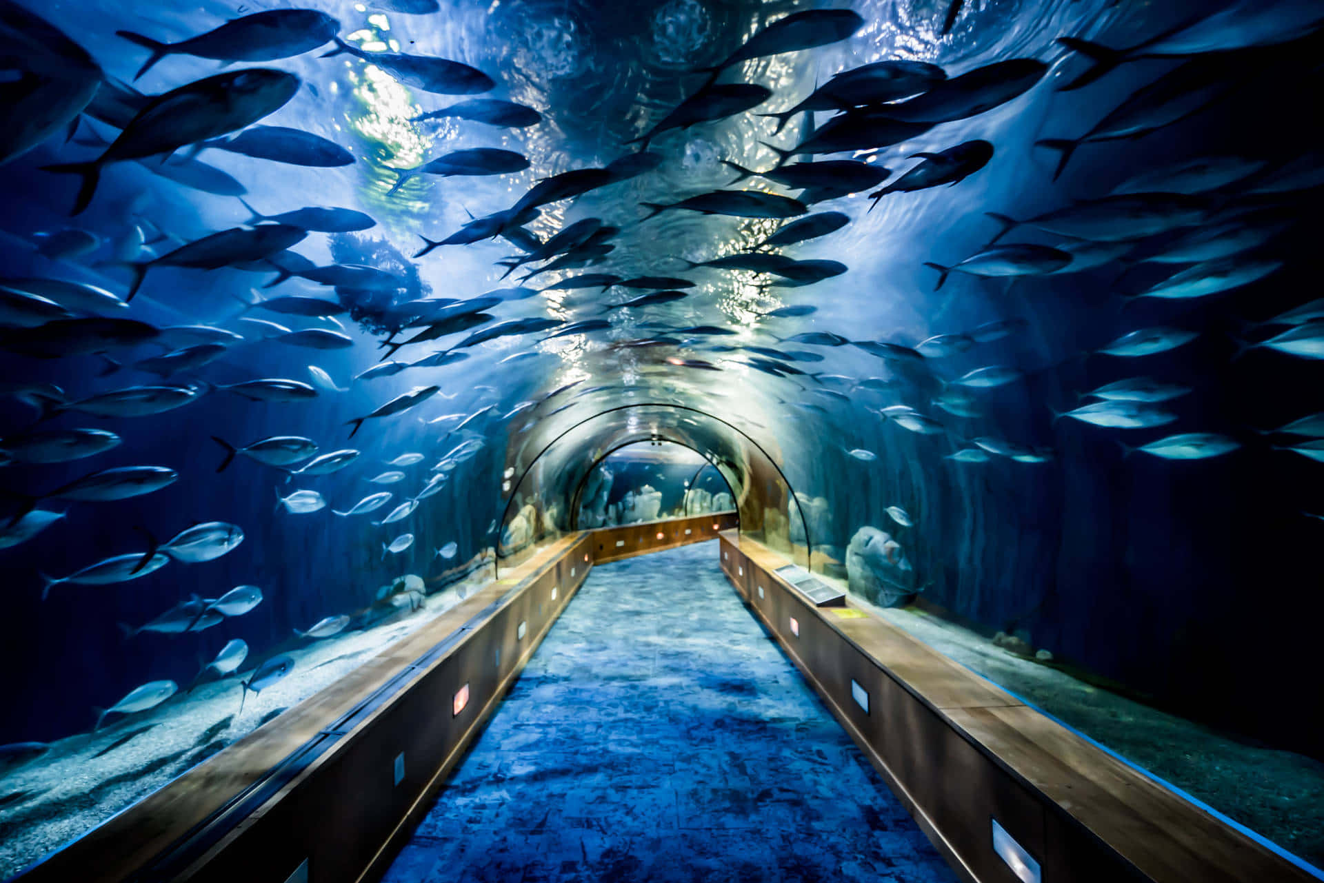 Underwater Aquarium Tunnel Fish School.jpg Wallpaper