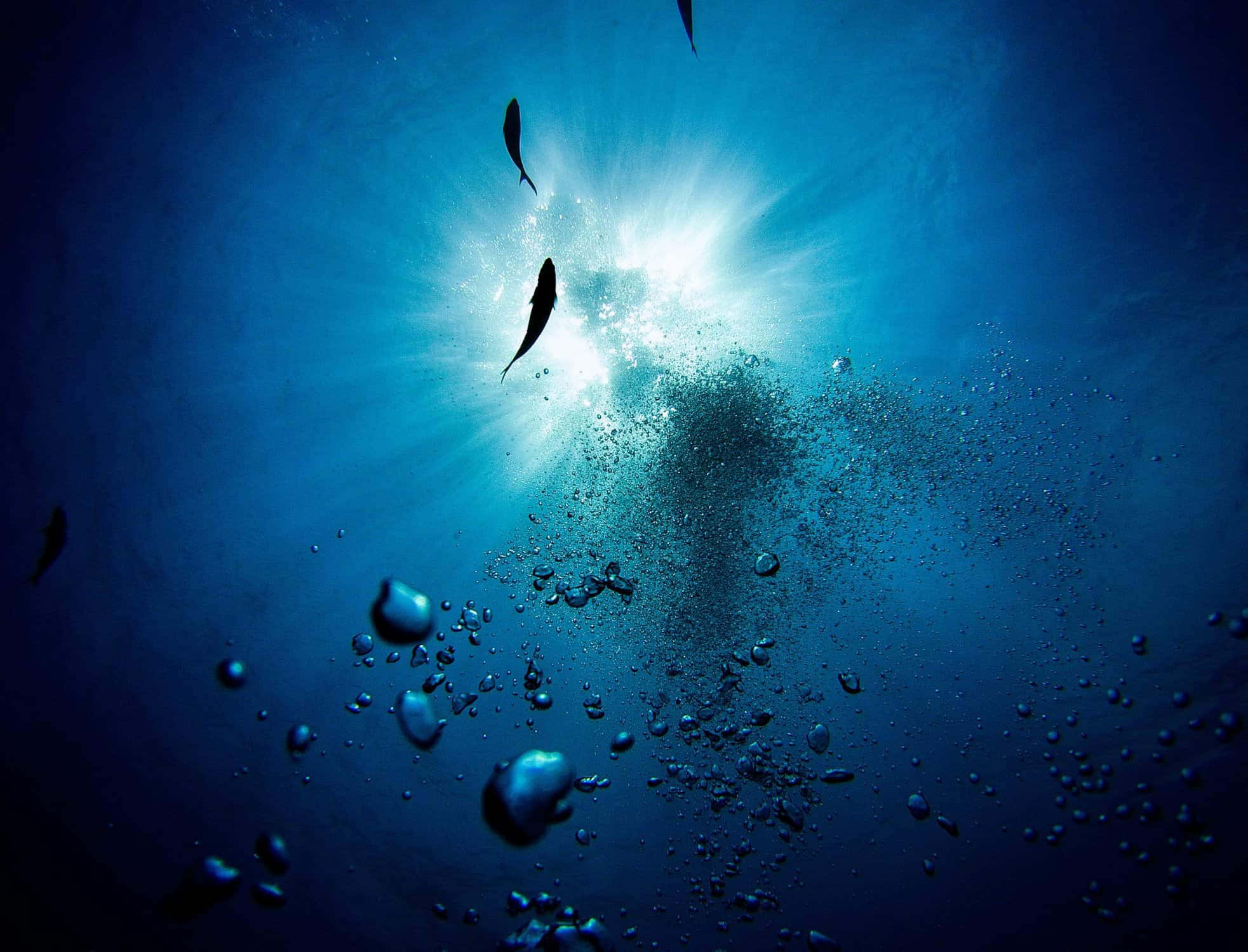 Erlebedie Schönheit Der Unterwasserwelt
