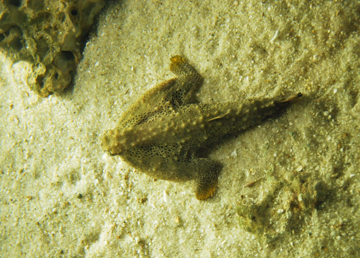 Underwater Batfish Camouflage.jpg Wallpaper
