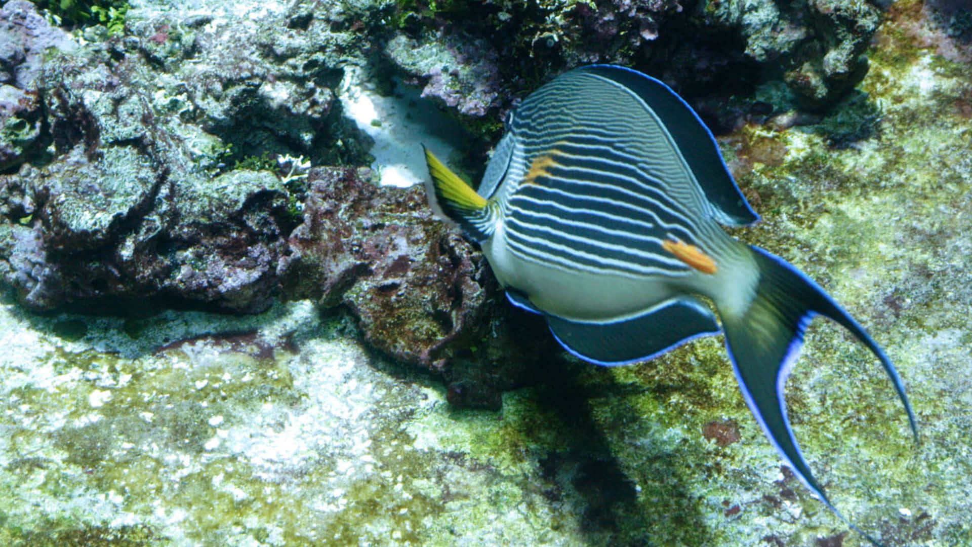 Underwater Beauty - The Vibrant Surgeonfish Wallpaper