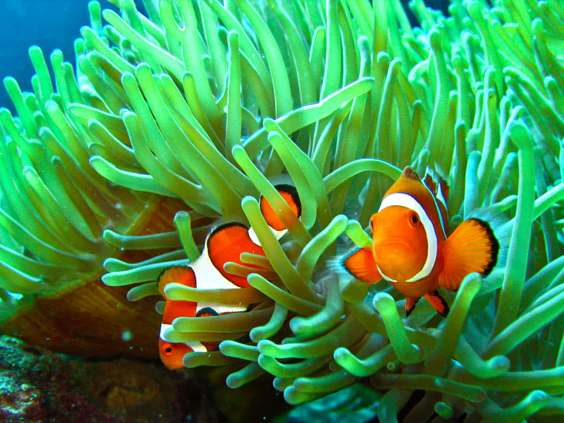 Underwater Beauty - Vibrant Sea Anemone Wallpaper