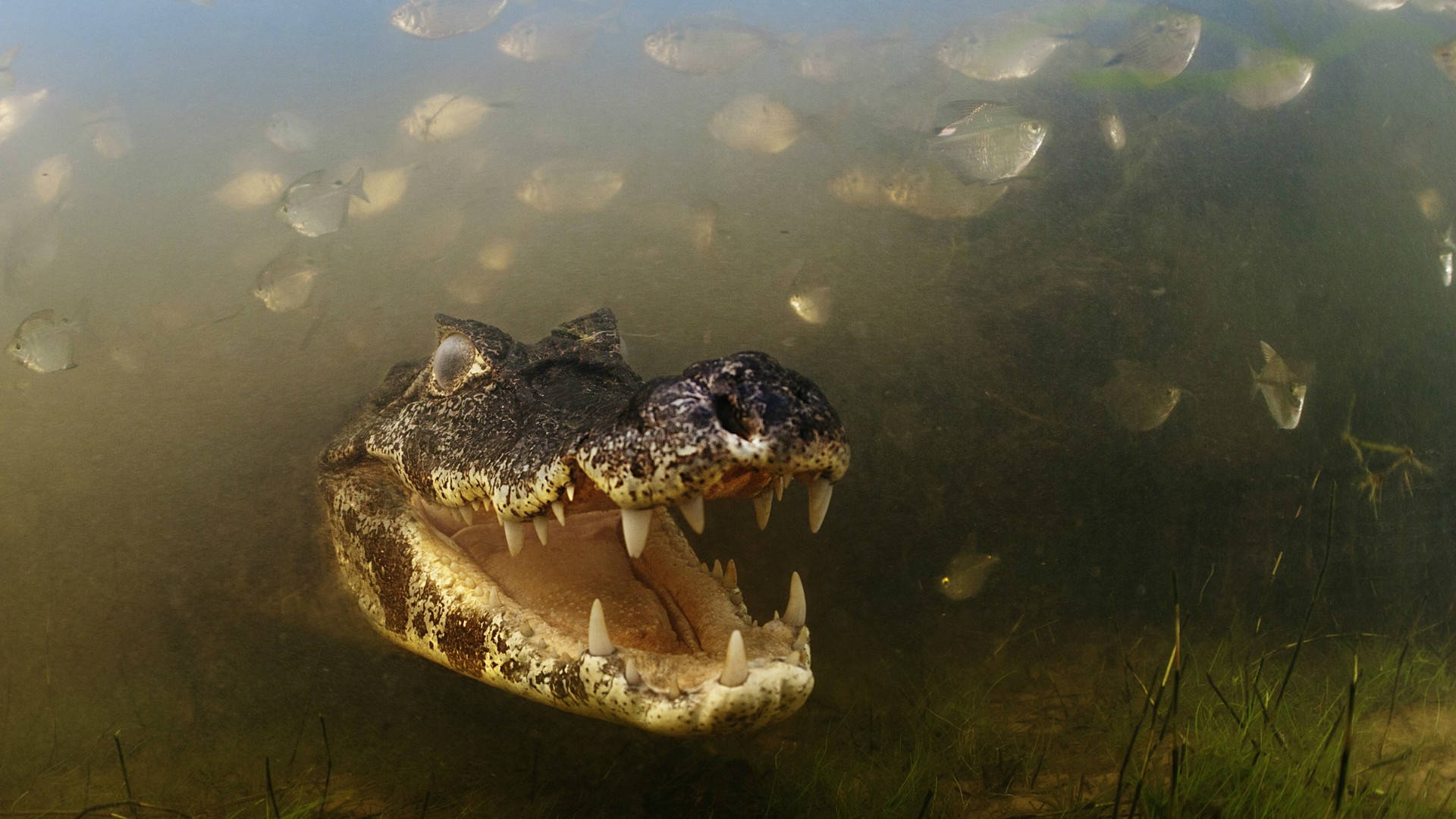 Underwater Black Swamp Alligator Wallpaper